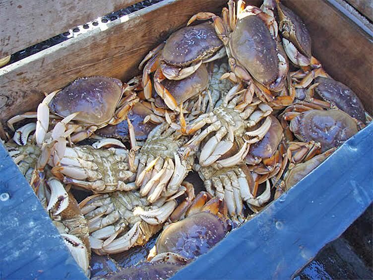 Another delay for commercial crab season in San Mateo County