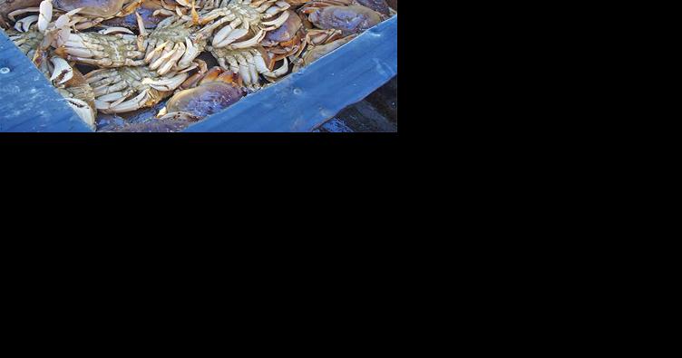 Another delay for commercial crab season in San Mateo County - Vimarsana News