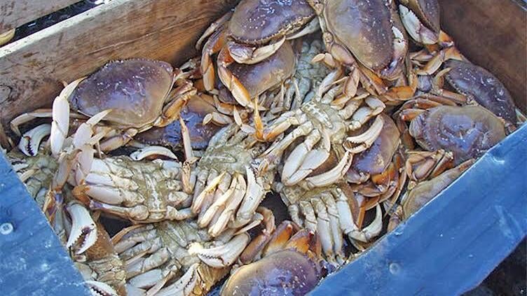 With no season, crabbers are now used to the delay