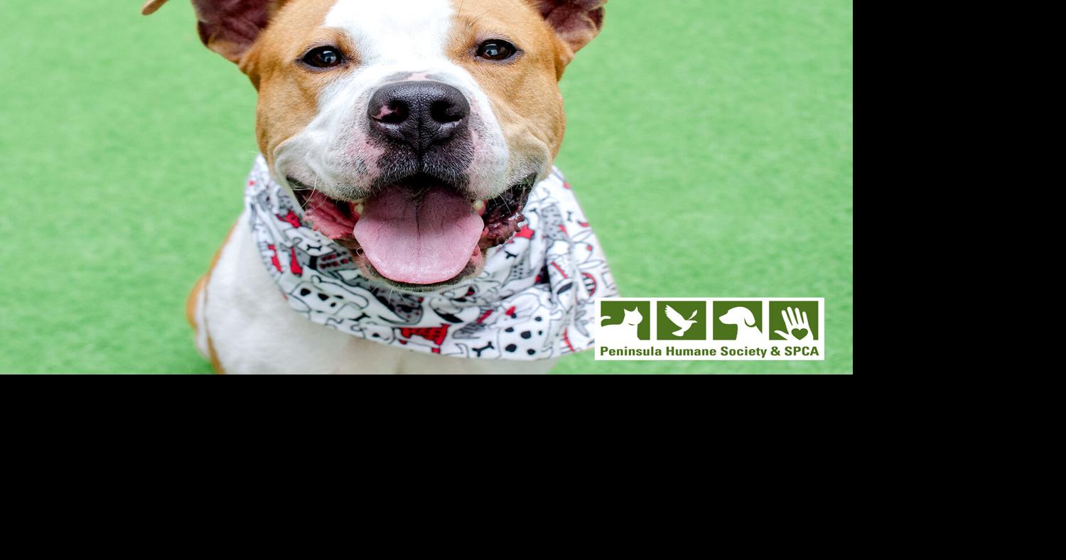 Pet of the Week: Rocky | Lifestyle