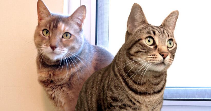 Pet of the week | Pet Tip | smdailyjournal.com