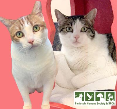 Chonk and Teek Teeks