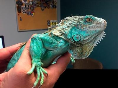 iguana