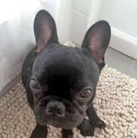 Dog dies after airline worker has it placed in overhead bin