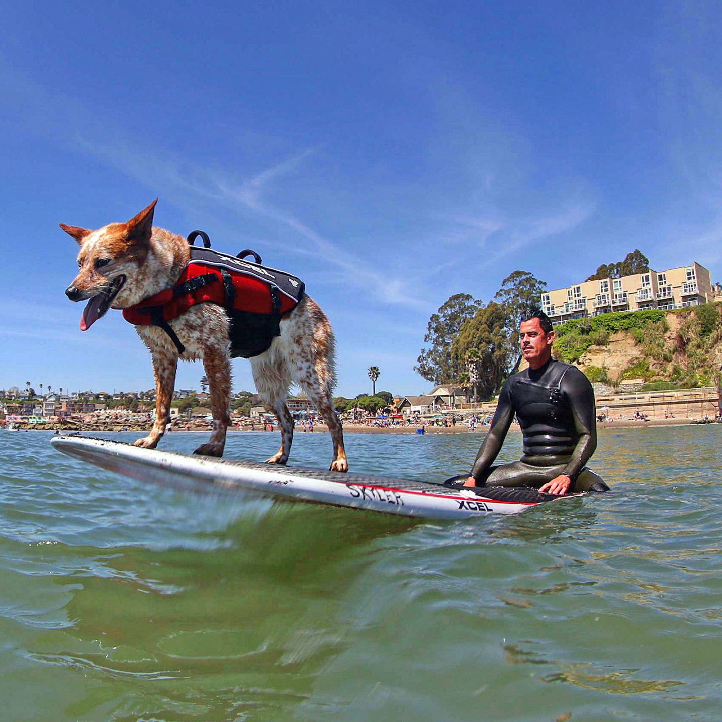 Pups pounce on Pacifica surf | Local News | smdailyjournal.com