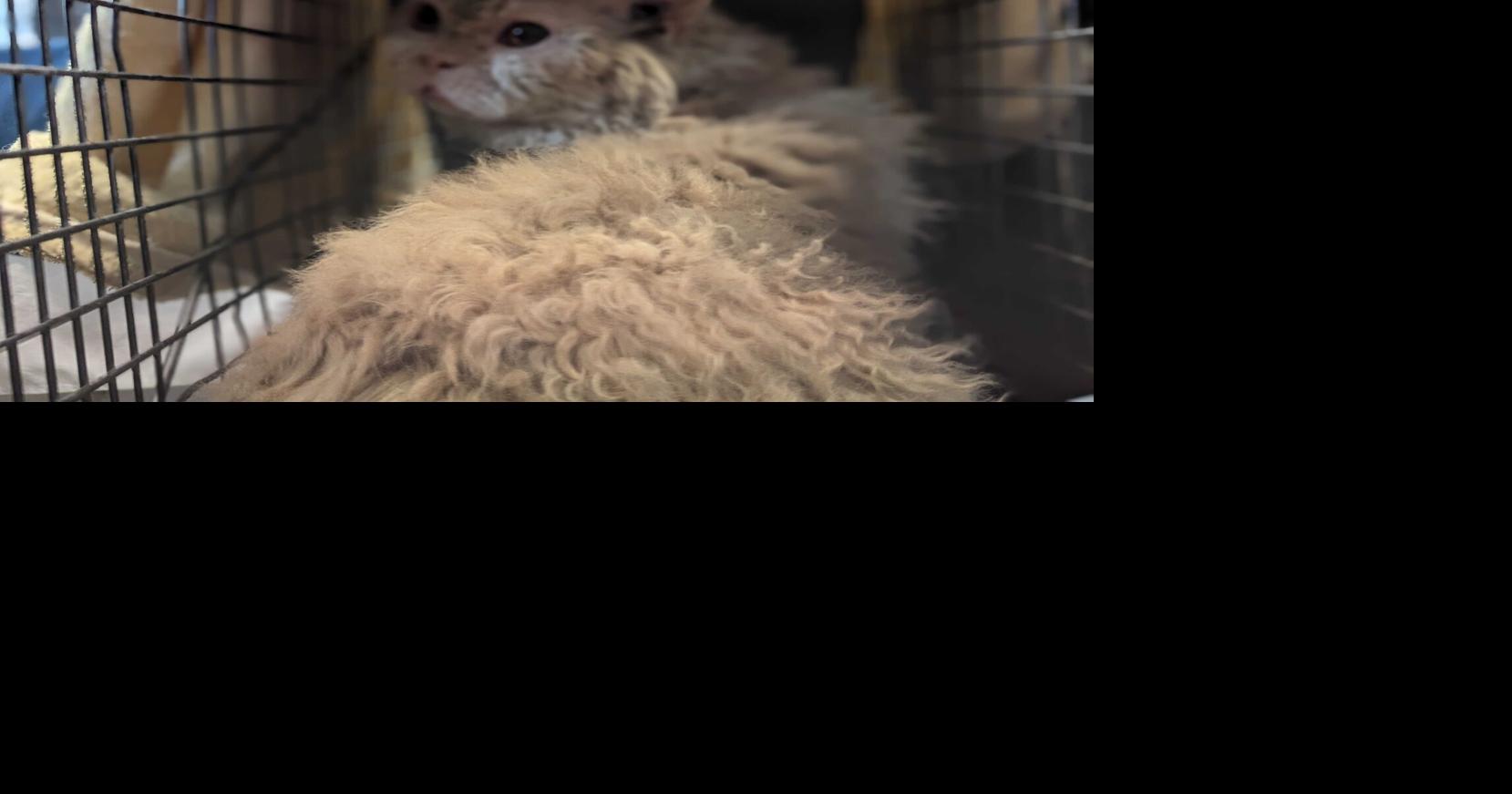 Lost Ukrainian cat reunited with family seeking refuge | Local News ...