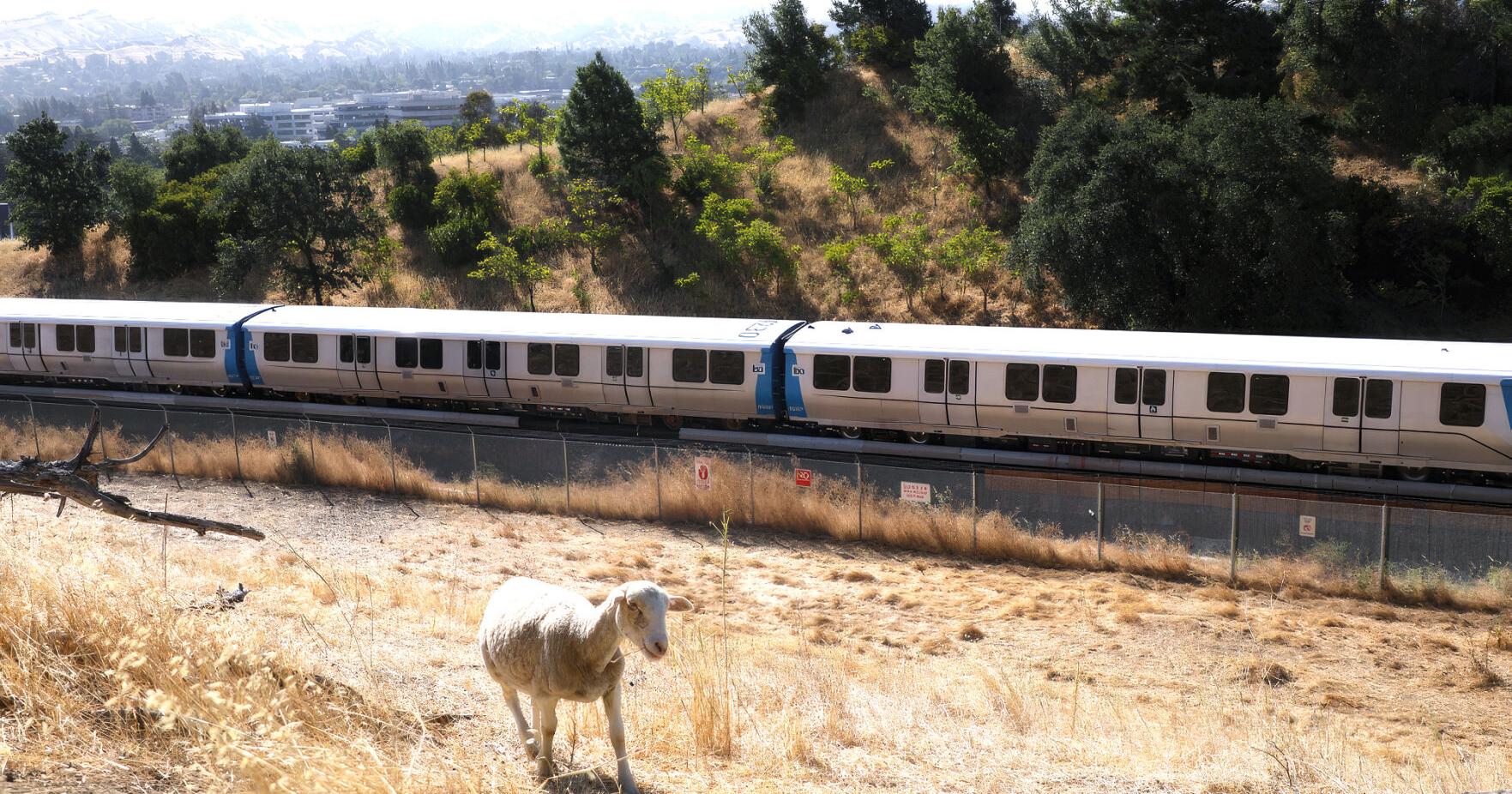 BART replaces fire-fighting goats with sheep - Vimarsana News