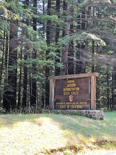 Jackson Demonstration State Forest