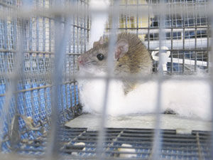 San Carlos has a rat problem: Vector control offers assistance in controlling rodents