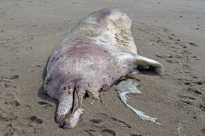 Whale carcass from deep water species found beached in Point Reyes