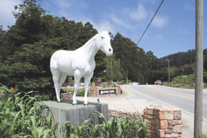 A horse of a different color