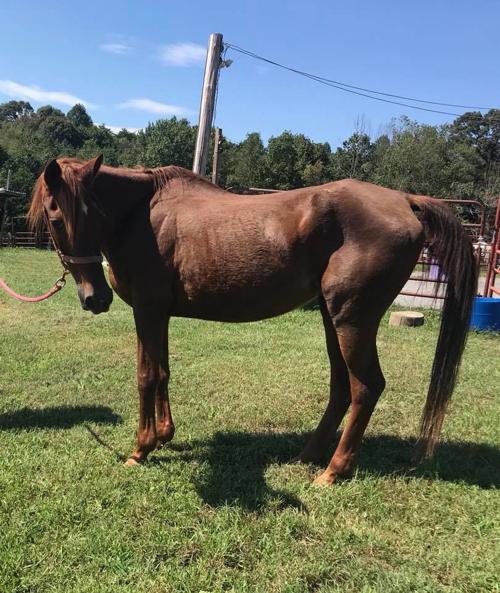 Roanoke Valley Horse Rescue