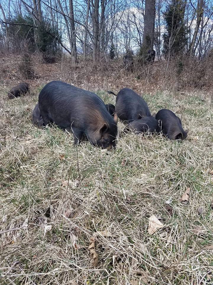 Potbellied Pigs Running Loose In Lakewatch