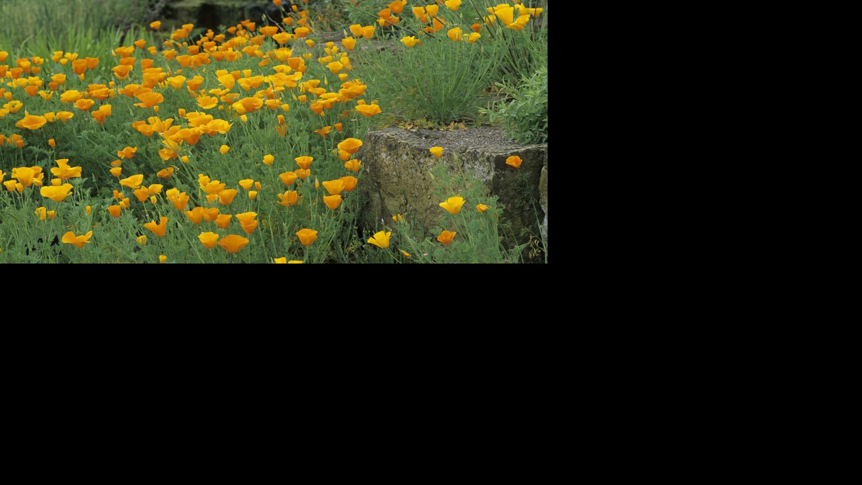 Garden Gold Home Garden Smithmountainlake Com
