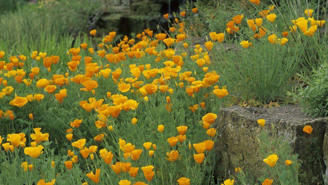 Garden Gold Home Garden Smithmountainlake Com