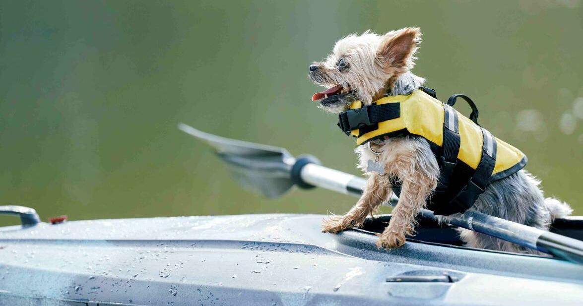 Top Dog of Smith Mountain Lake 2026