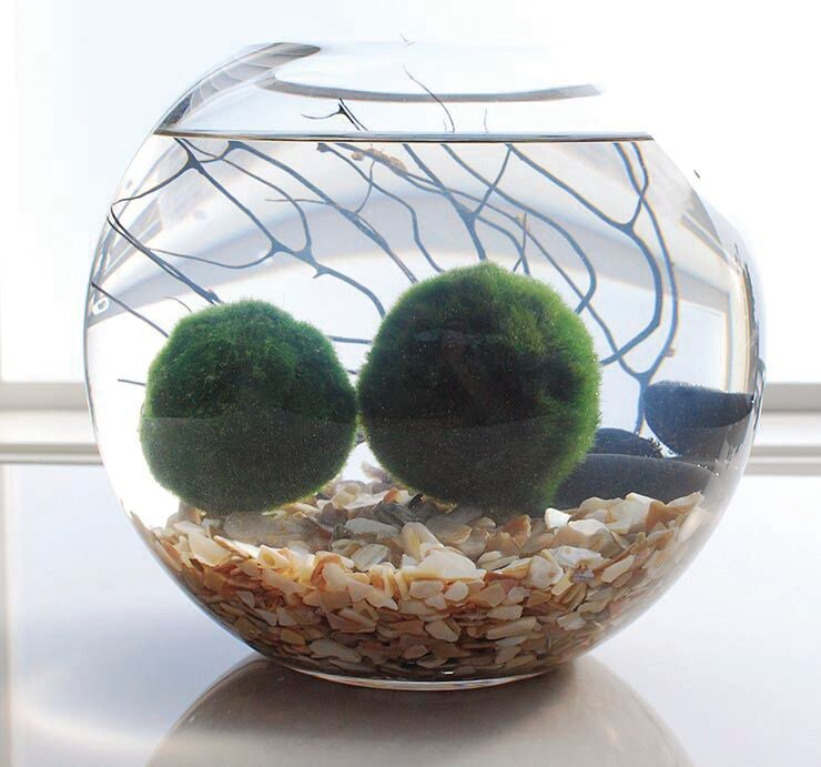 Invasive Zebra Mussels found in aquarium “moss ball” product in pet,  aquarium supply stores - The Rockwall Times
