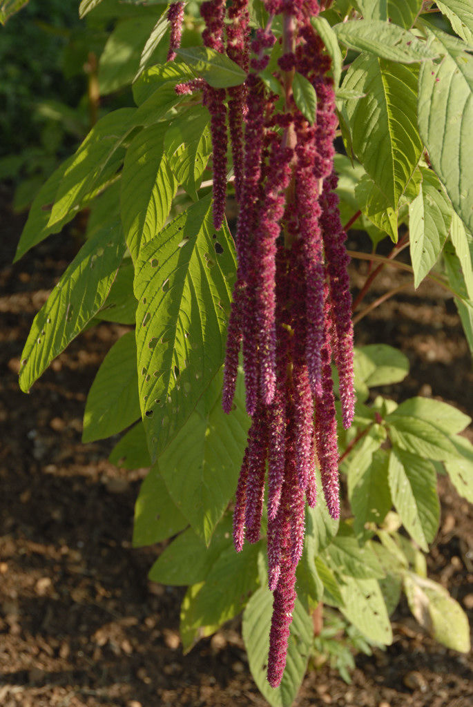 Amazing Amaranthus Home Garden Smithmountainlake Com