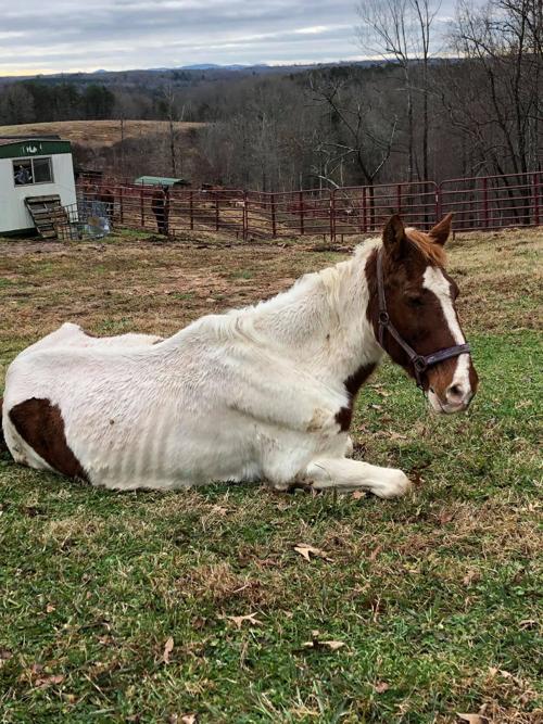 Horse rescue adapts during pandemic