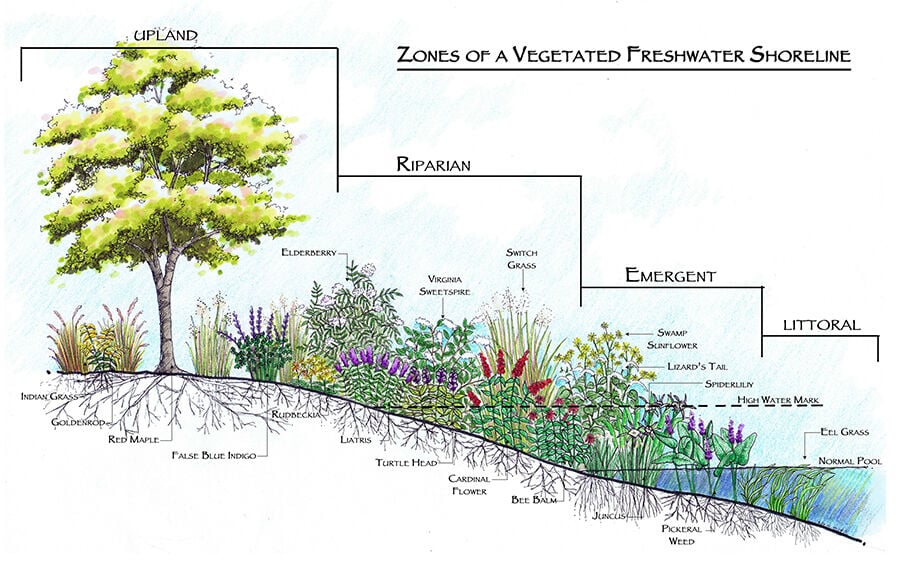 SMLA pushes for more buffer landscaping to protect the lake