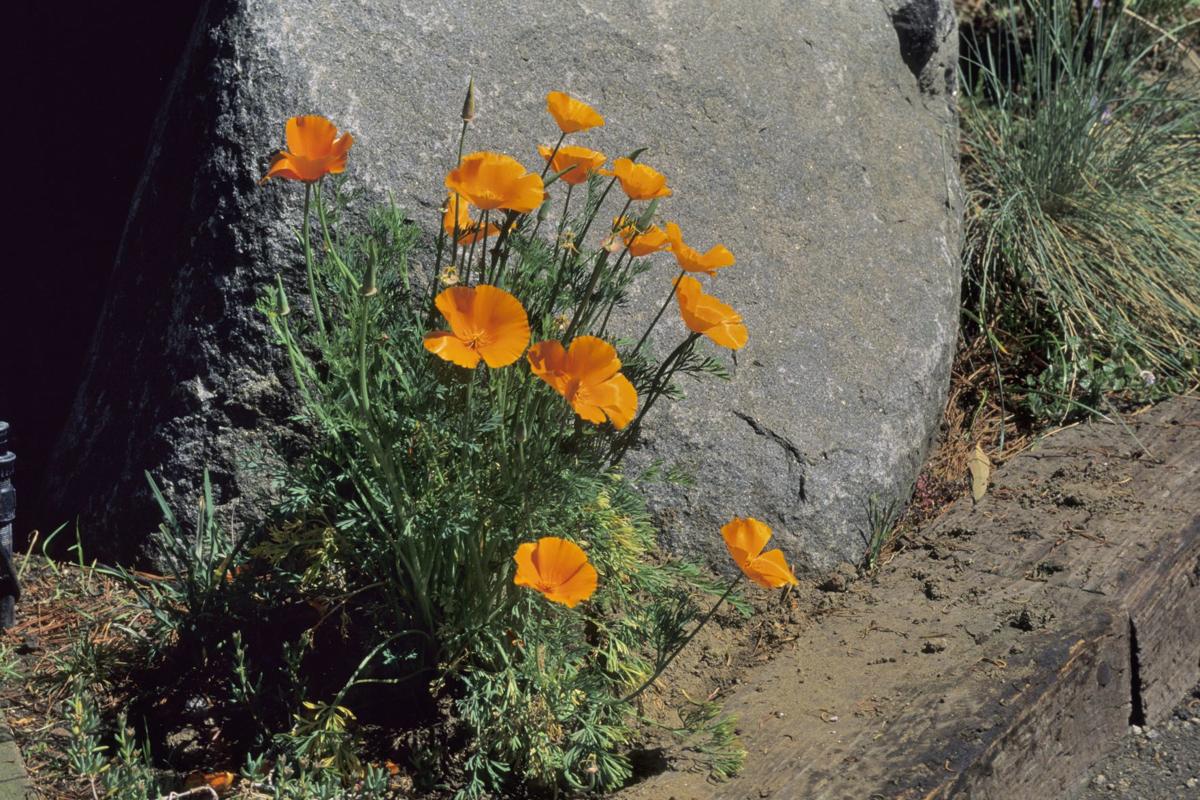 Garden Gold Home Garden Smithmountainlake Com