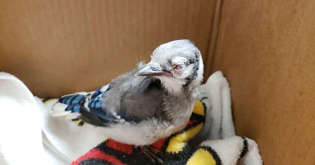 Wild Wings - This blue jay baby is a fledgling. It is