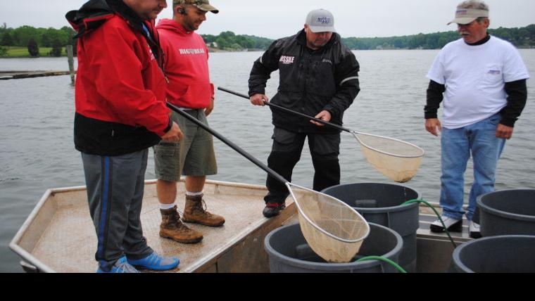Tiger Bass Fingerlings Find New Home In Sml Smith Mountain Lake Local News Smithmountainlake Com