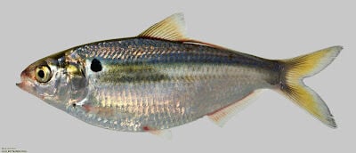 Bass Notes: Baitfish to Catch Striped Bass