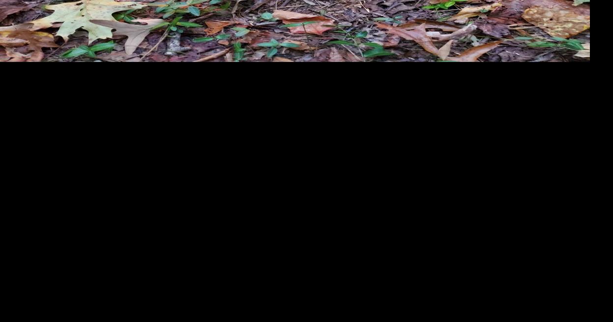 Park seeks public's help unraveling mystery