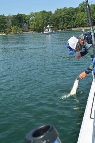 Lake's Bandit of Striped Bass | | smithmountainlake.com