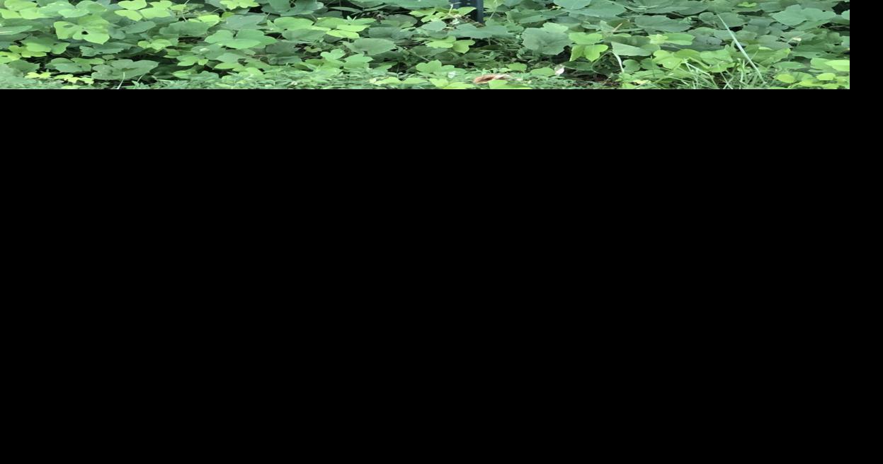 Zoning request on Steve Tate Road ‘not in the best interest of the