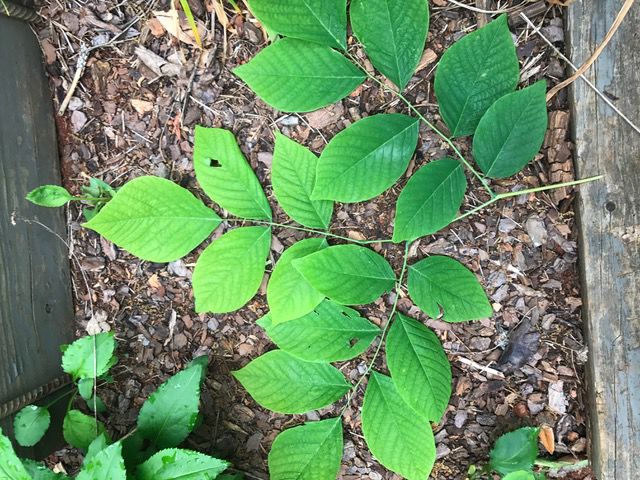 Mountain Gardening: 2020: year of the American yellowwood | Gardening ...