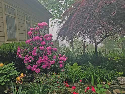 Mountain Gardening: Beautiful rhododendrons beckon | Gardening |  smokesignalsnews.com