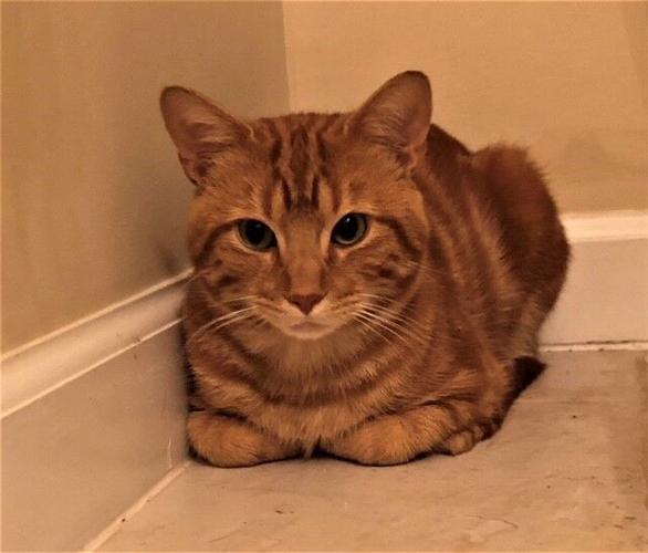 Orange male cats are the best! Archive