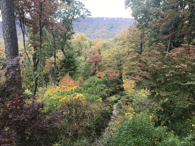 Mountain Gardening: Gardens in the woods | Gardening ...