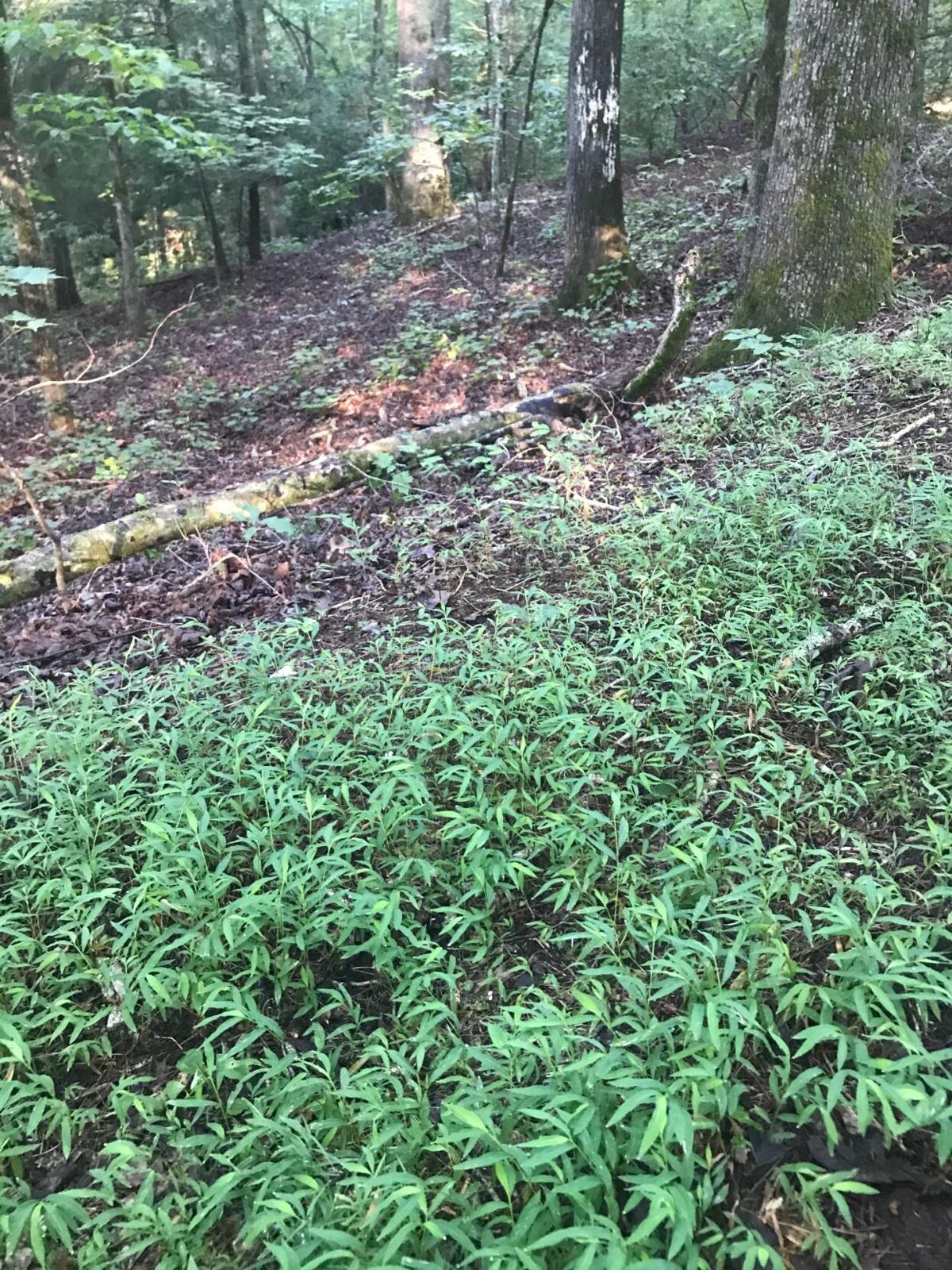 Stilt Grass Accidental Invasive Yet Sometimes A Welcome Immigrant Local News Smokesignalsnews Com