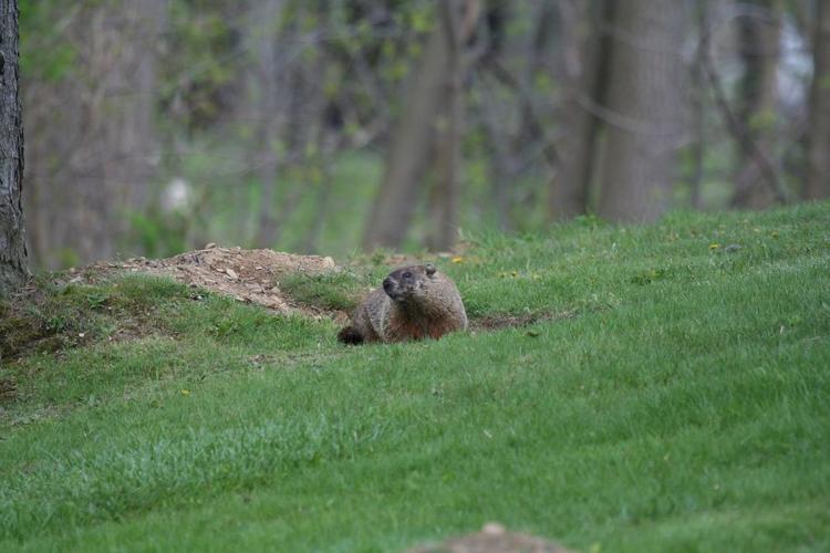 It’s that time of year for groundhogs Columns