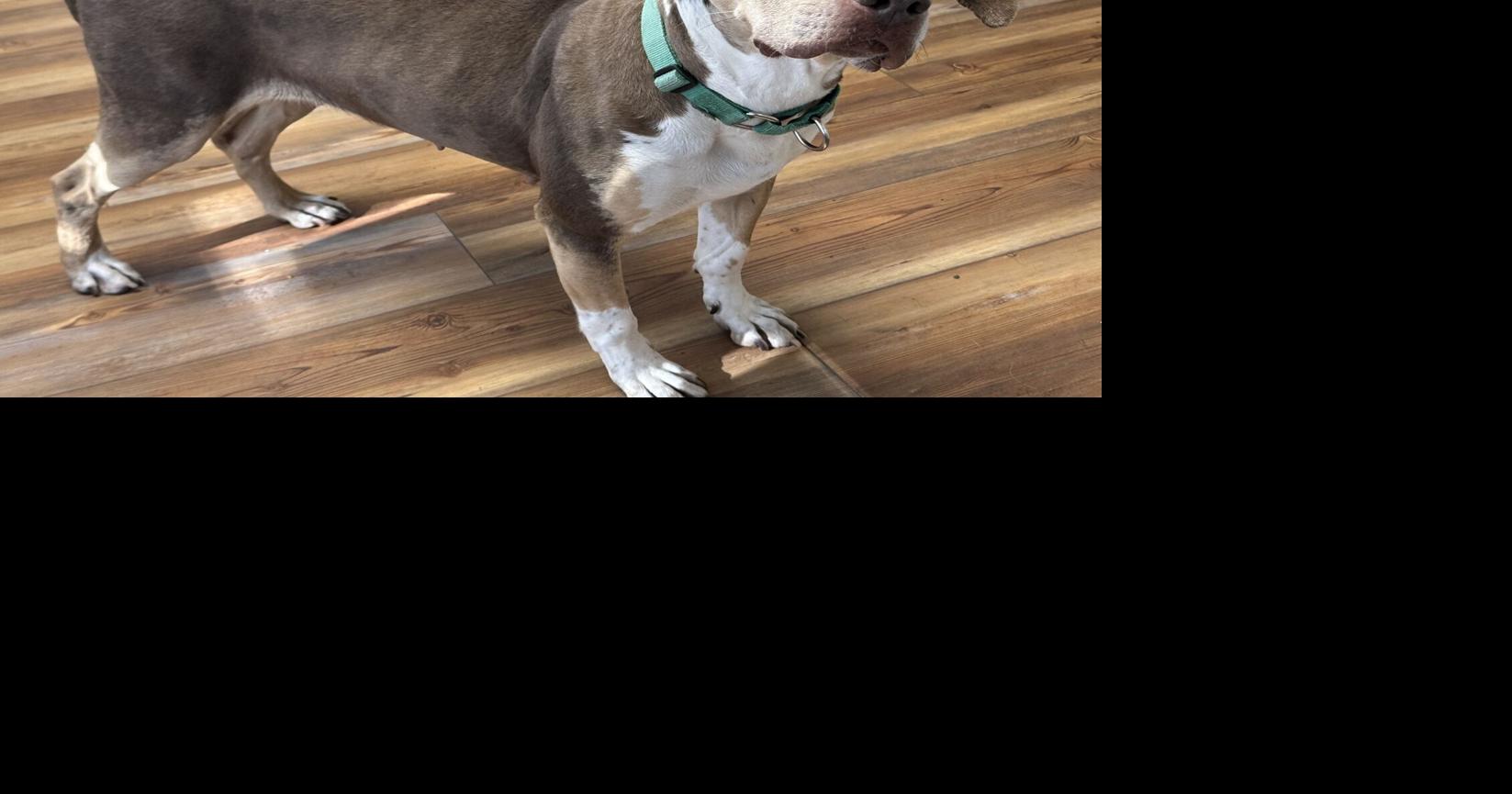 Patsy and Ranger reunite | Outdoors | smokesignalsnews.com