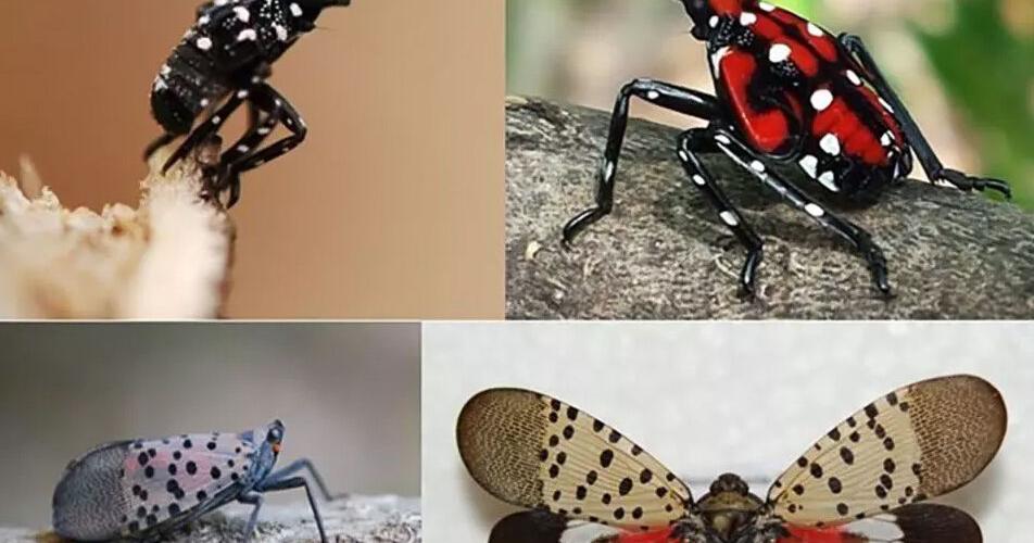 Georgia Invasive Insect Invasive pest Spotted Lanternfly confirmed in Georgia | State ...