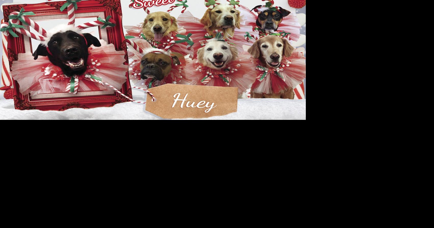 Happy Howl-a-days | Outdoors | smokesignalsnews.com