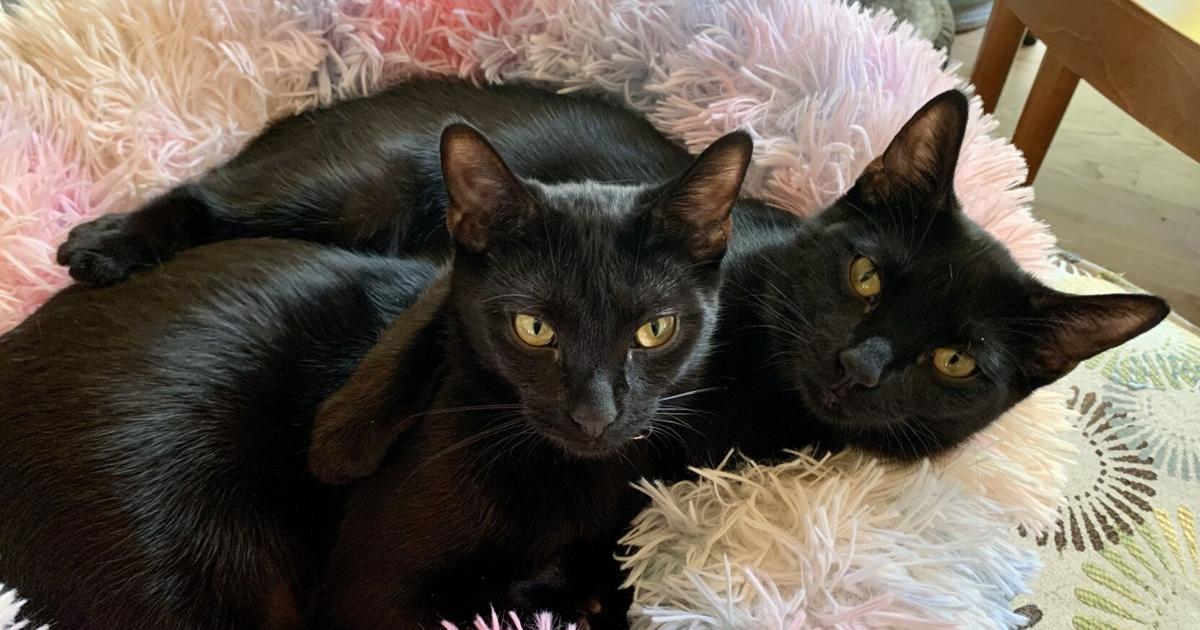 A “clowder” of black cats | Big Canoe | smokesignalsnews.com