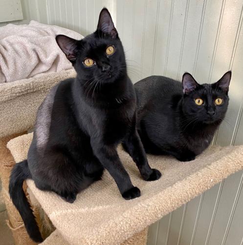 A “clowder” of black cats | Big Canoe | smokesignalsnews.com