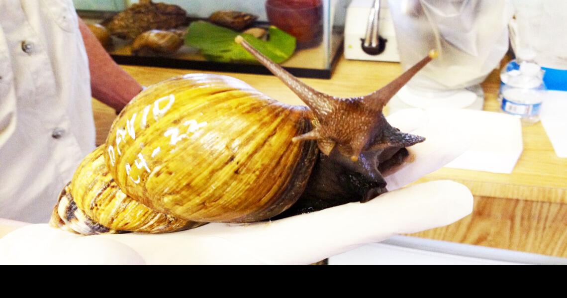 Giant African Land Snail Spurs Quarantine | News | southdadenewsleader.com