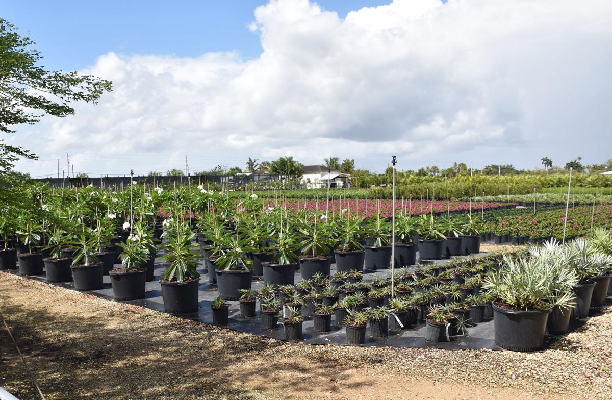 Miami Dade Nurseries 1 In Florida Says Usda Report News Southdadenewsleader Miami Dade Nurseries 1 In Florida Says