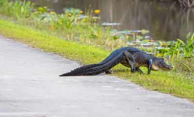 Florida's Alligator Alley (I-75) Ranked the 13th Most Feared Road Trip
