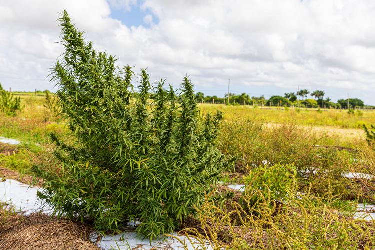 This hemp plant is part of South Tip’s first crop grown as part of the University of Florida’s IFAS Industrial Hemp Pilot Program.