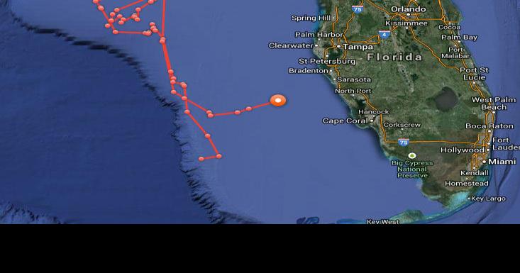 Satellites show great white shark tracking towards Suncoast | State