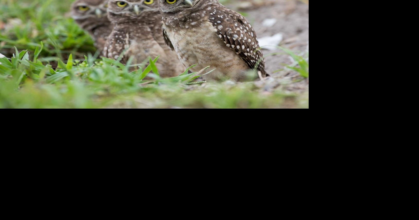 Florida’s Burrowing Owls are Back!