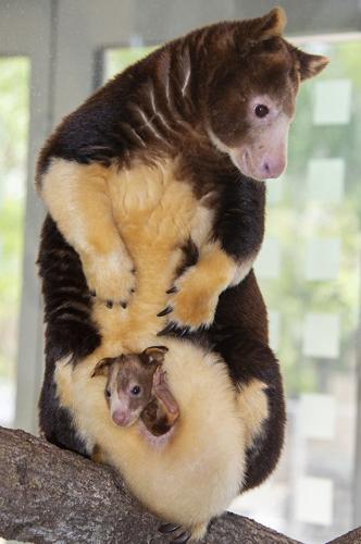 newborn tree kangaroo