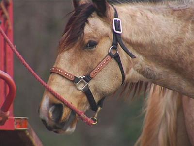 horse
